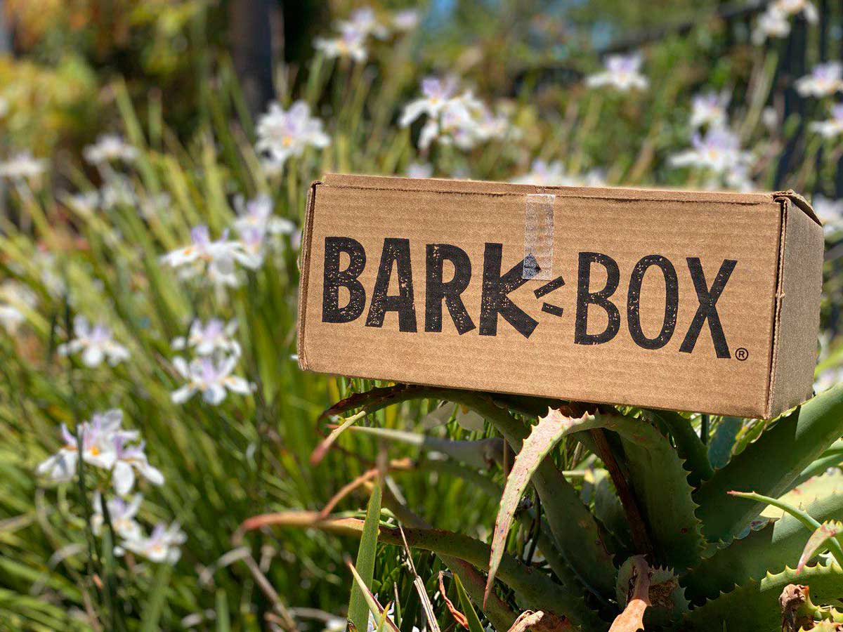 BarkBox summer deal