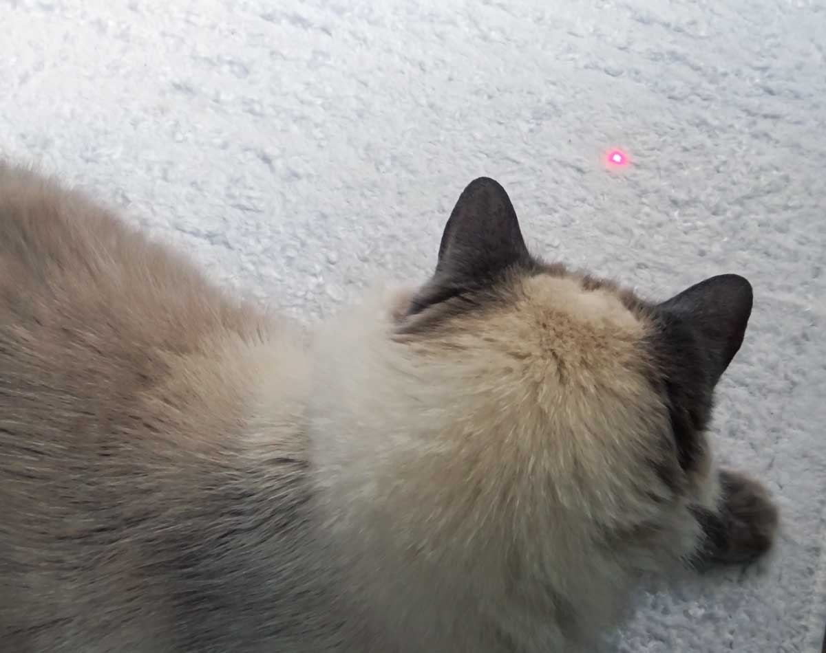 Chewy Laser Pointer Toy