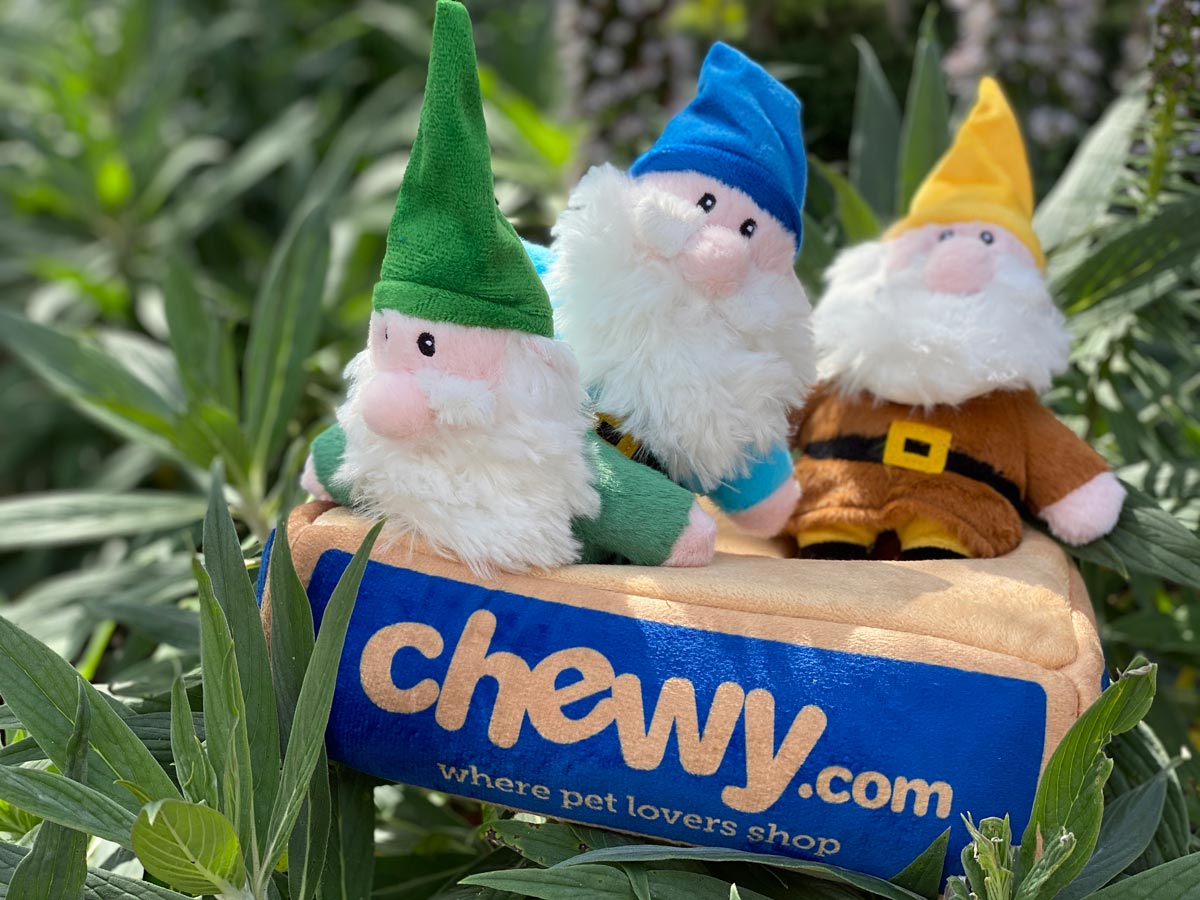 Chewy Promotion 20OFF 