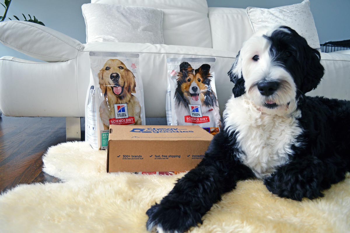 Chewy Pet Food Delivery