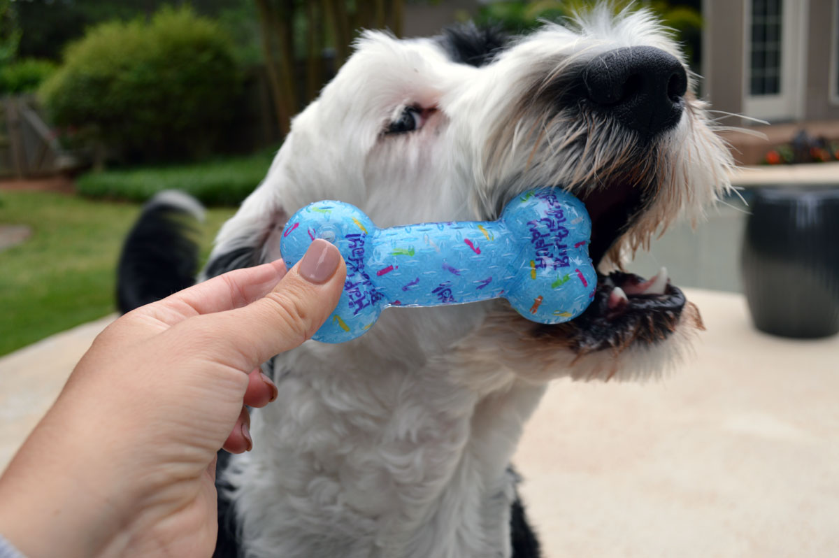 Frisco Birthday TPR Bone Dog Toy from Chewy