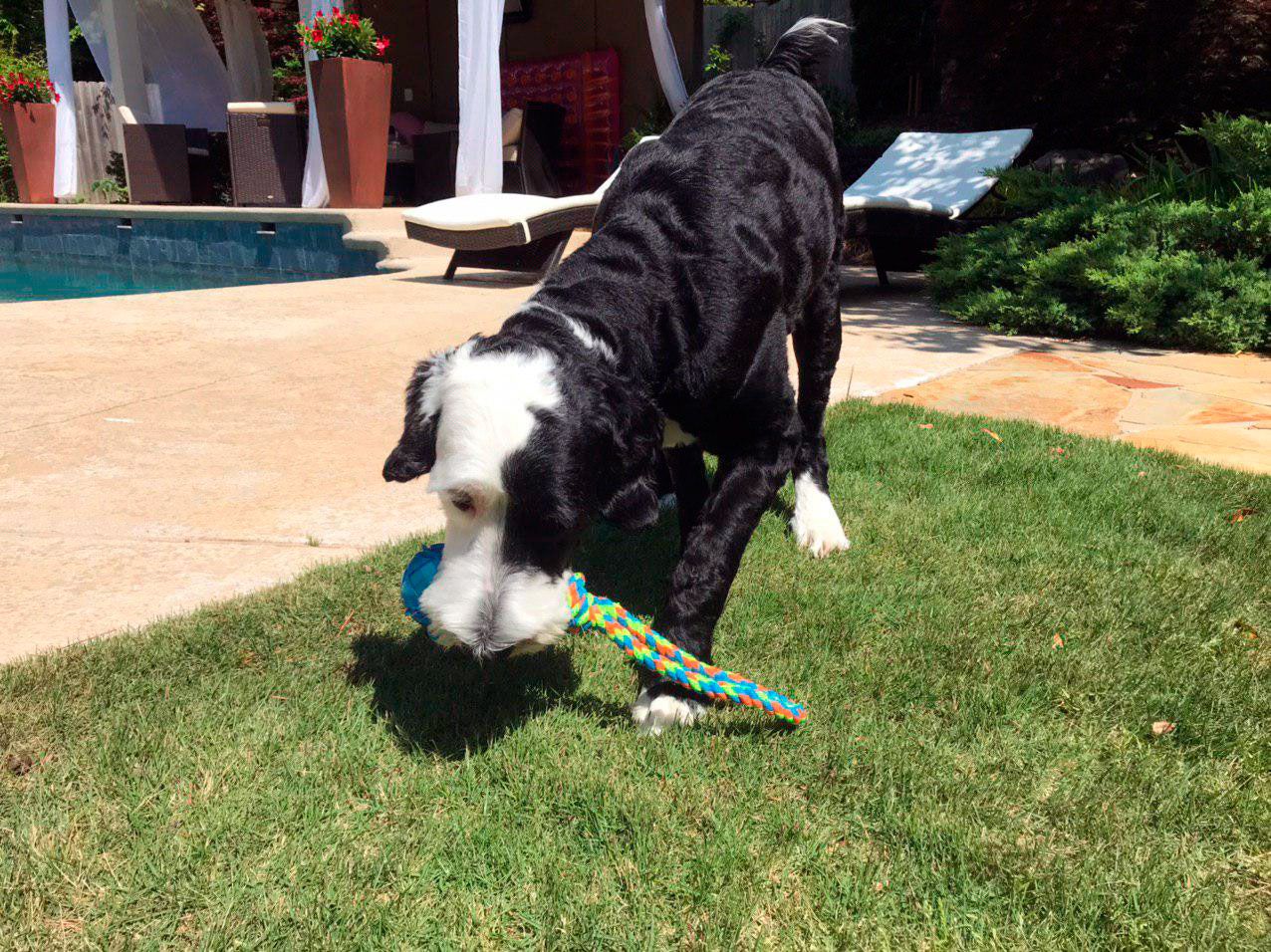 Frisco rope and ball dog toy from Chewy
