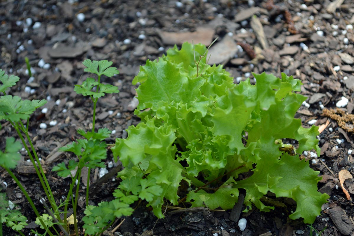 Growing a Salad 