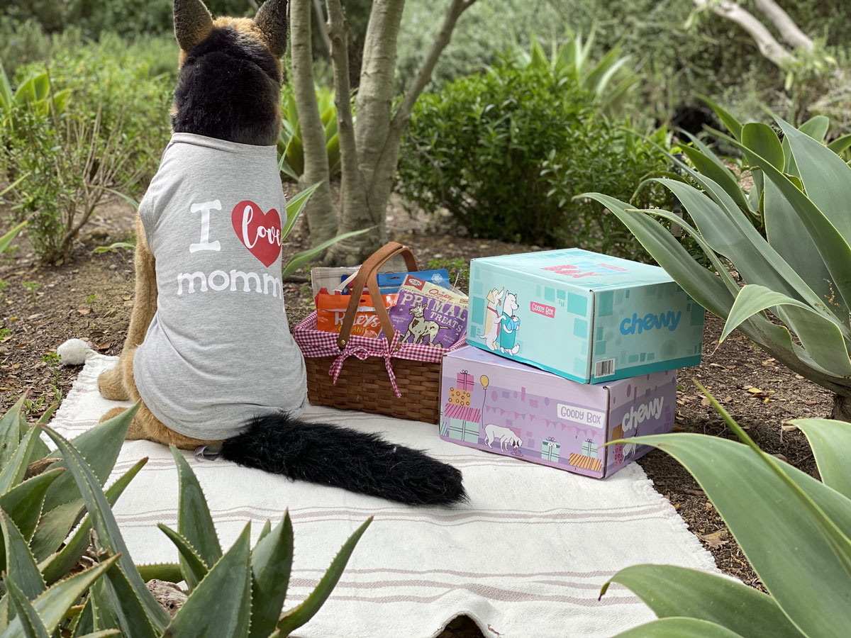 Best Subscription Boxes for Dogs 