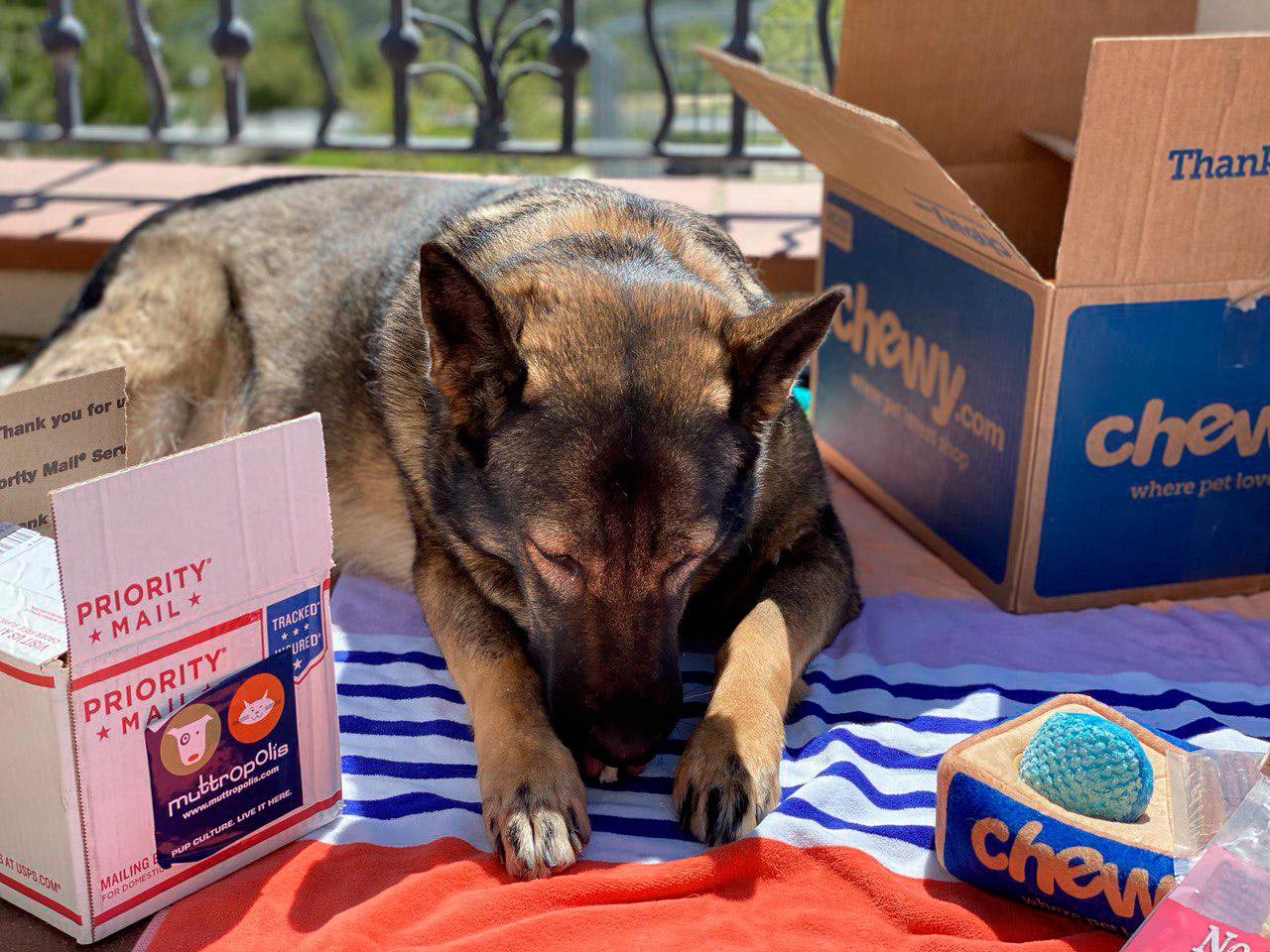 Chewy and Muttropolis Deals