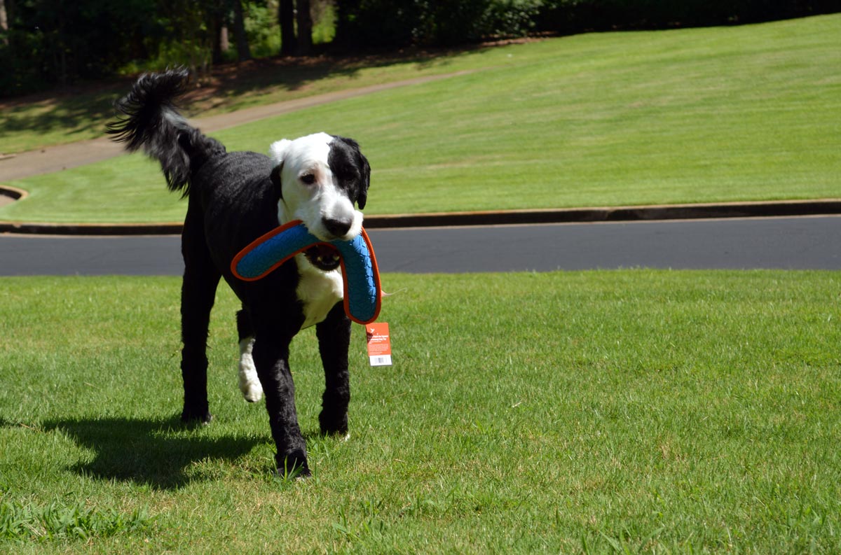Chewy Boomerang Dog Toy Tested by Marlo