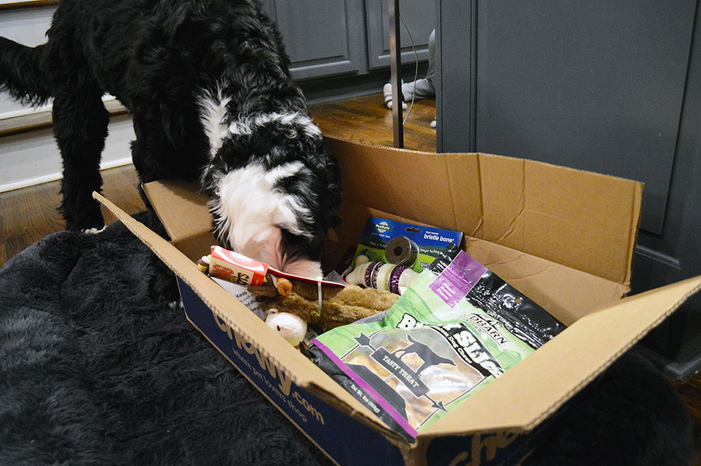 Chewy Box Of Toys & Treats
