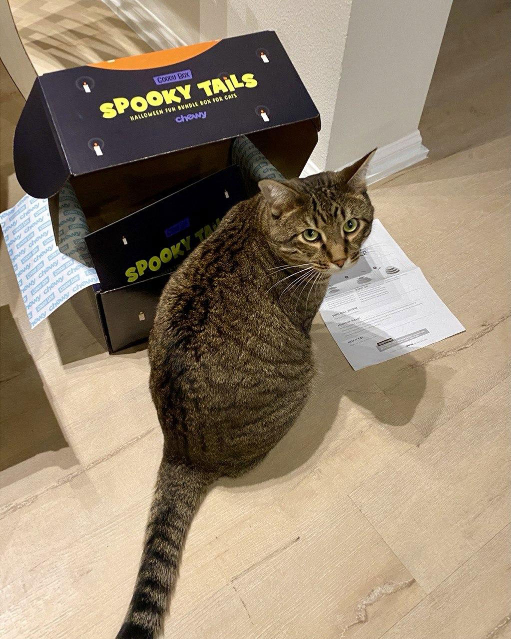 Chewy Cat's Halloween Box 