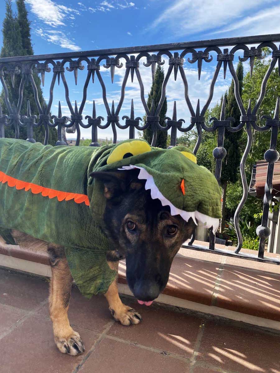 Chewy Dog Halloween Costume