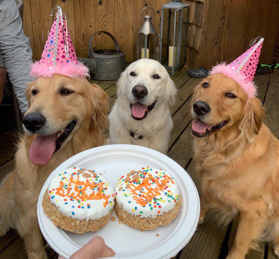 Chewy Dog's Birthday Deals
