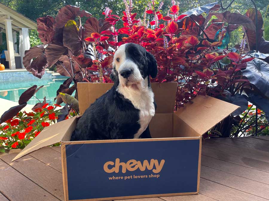 Chewy Food Delivery 2021