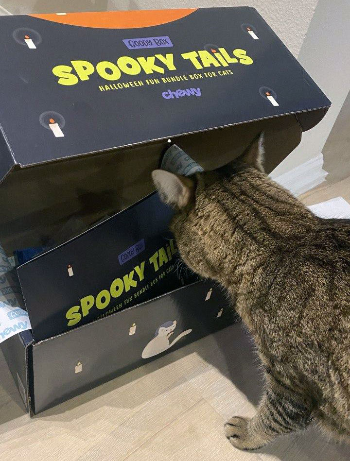 Chewy Halloween Box for Cats