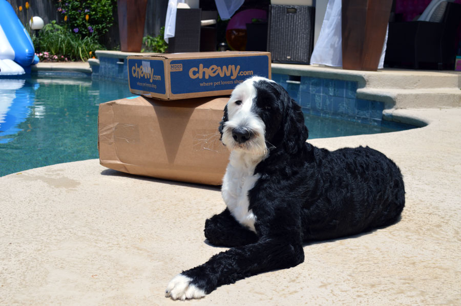 Chewy is Getting Stronger with Virtual Vet Services