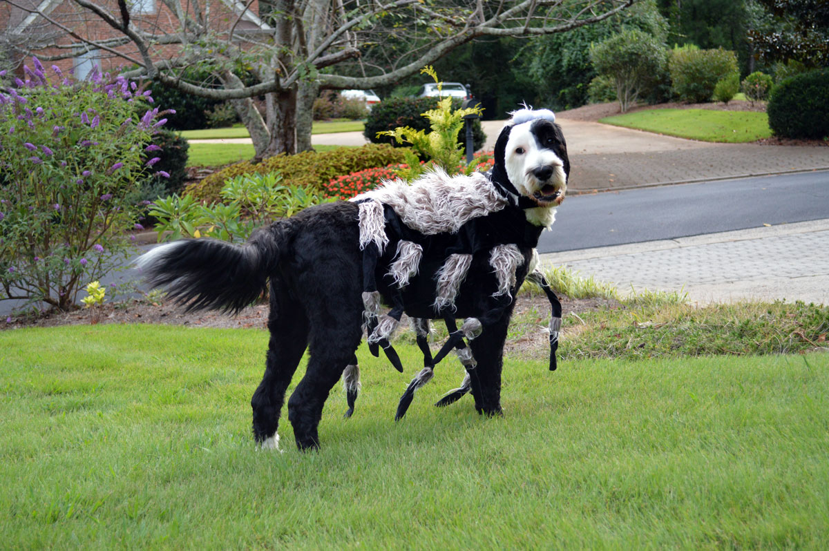 Chewy Spider Costume for Dogs