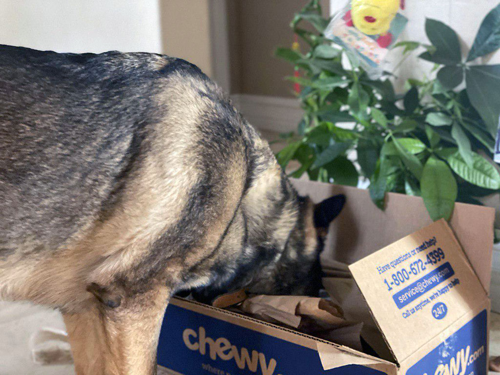 Chewy Subscription Box Review