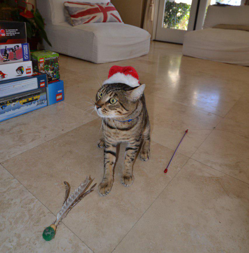 Christmas Treats and Toys for Cats
