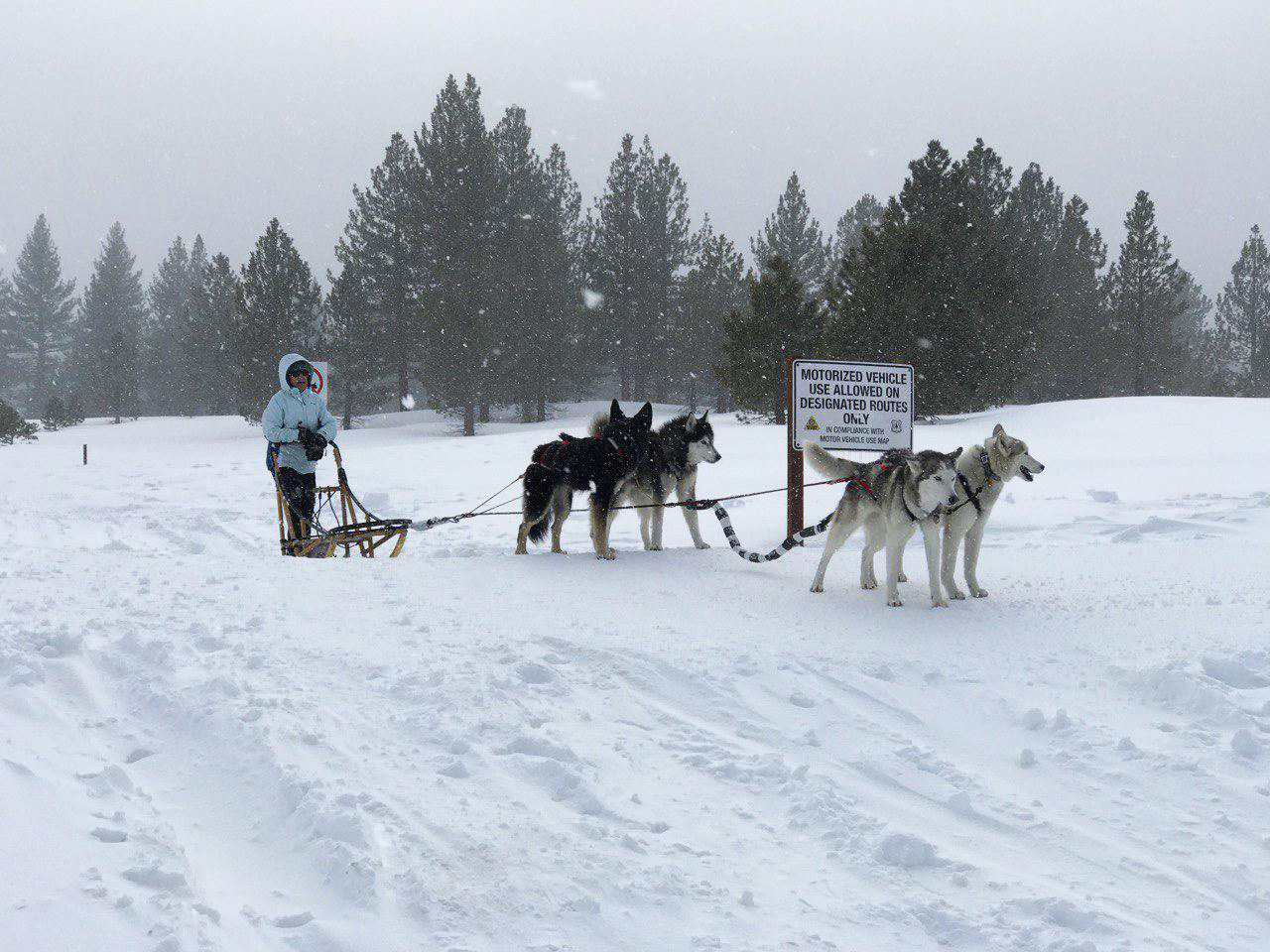 Dog Friendly Activities in Mammoth Lakes