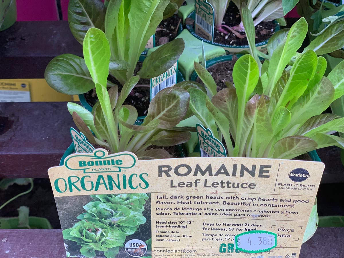 Grow Lettuce During Pandemic