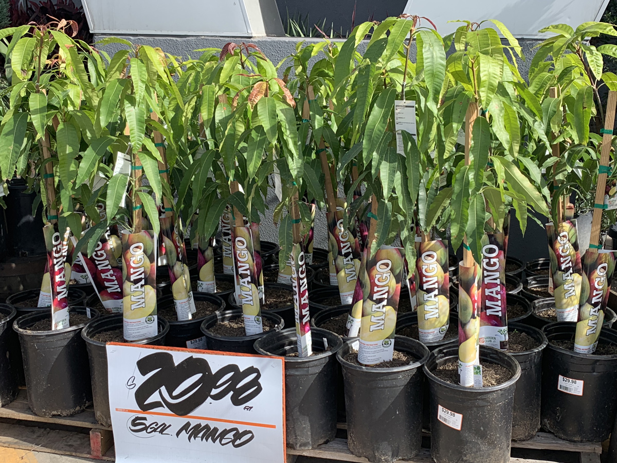 Home Depot Mango Plant Offer