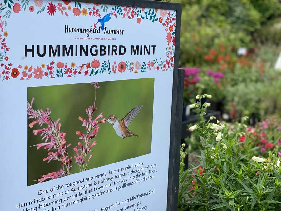 Hummingbird Mint Plants