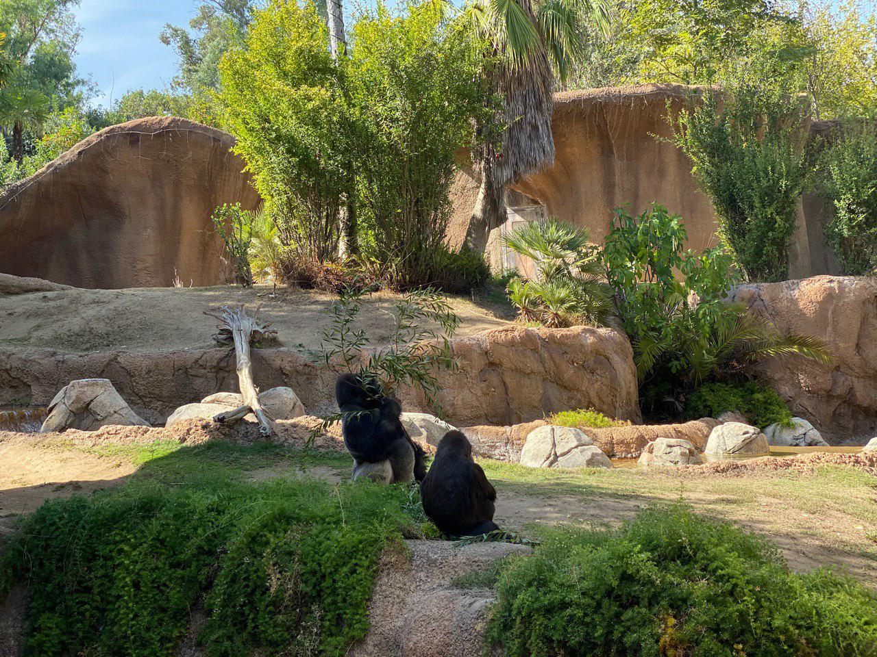 L.A. Zoo Gorillas