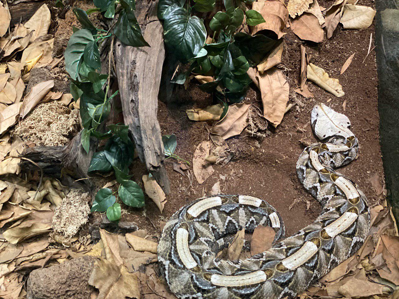 Los Angeles Zoo Constricting Snake