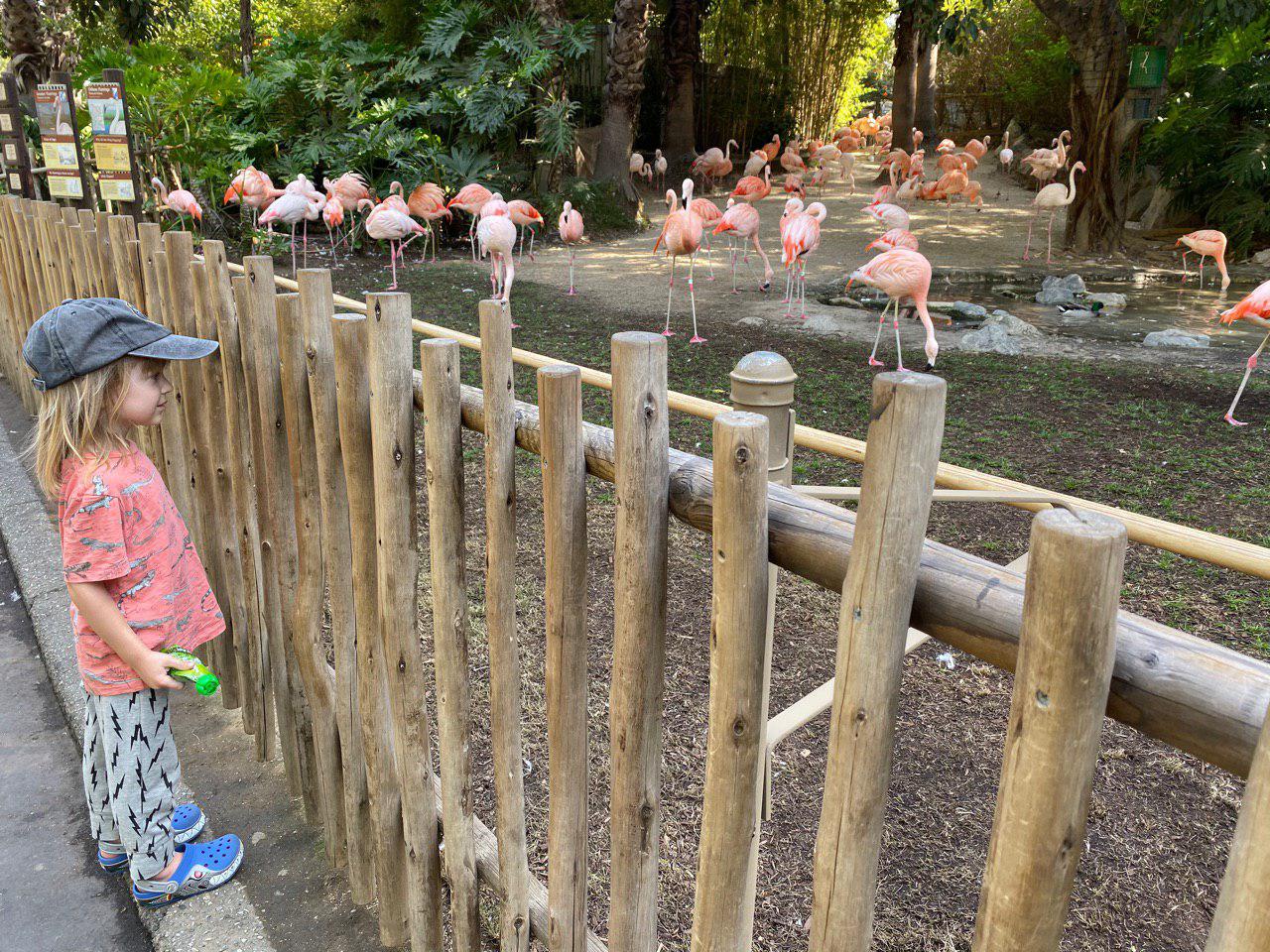 Los Angeles Zoo Flamingo