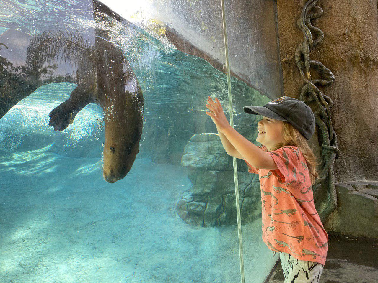 Los Angeles Zoo Fur Seal