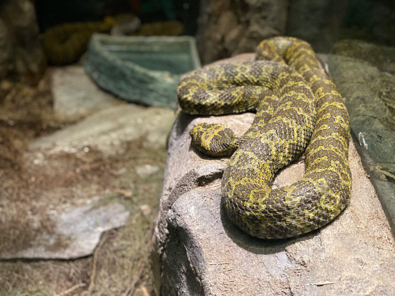 Los Angeles Zoo Serpent