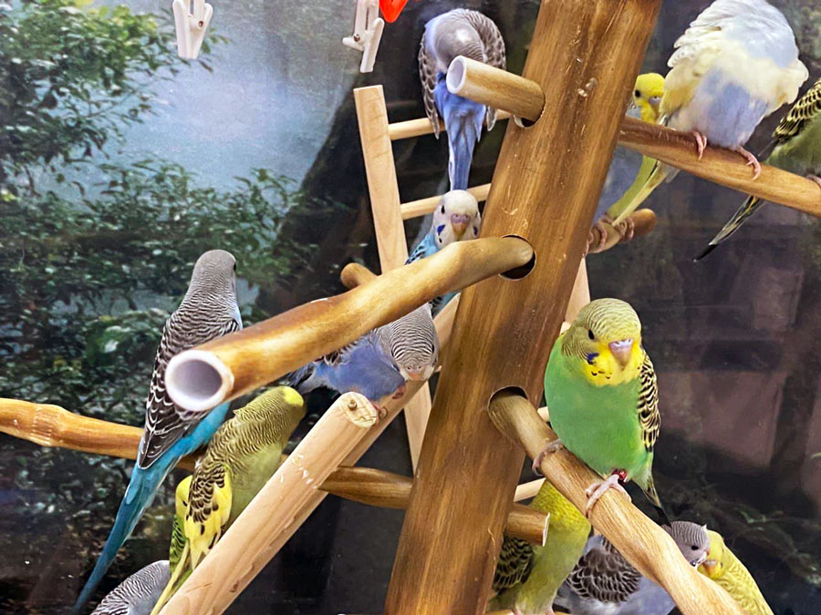 Our New Budgie Experience