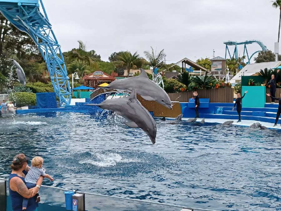 SeaWorld Dolphin Show