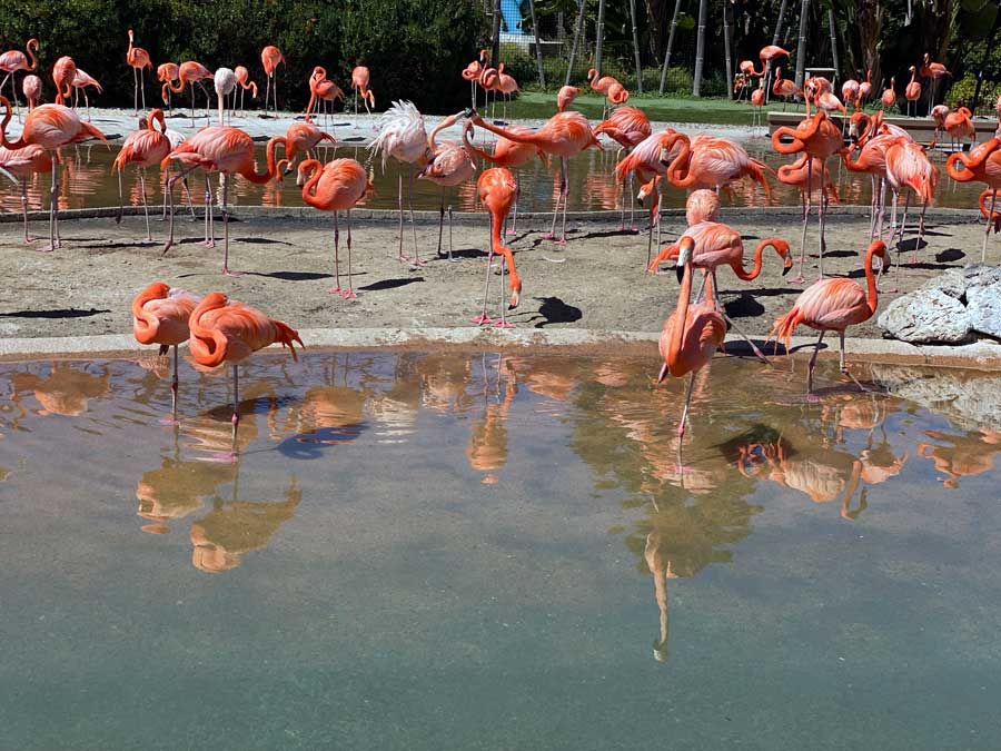 SeaWorld Flamingo