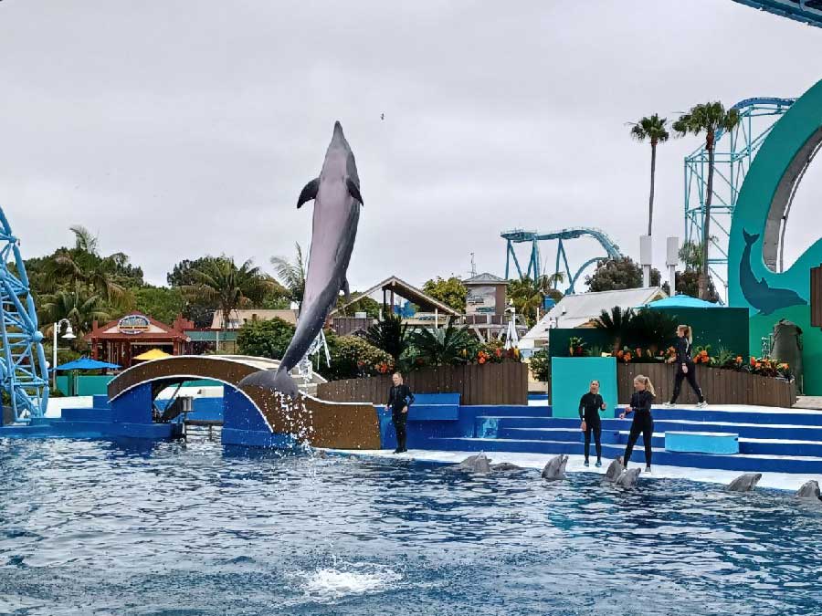 SeaWorld San Diego Dolphin Show