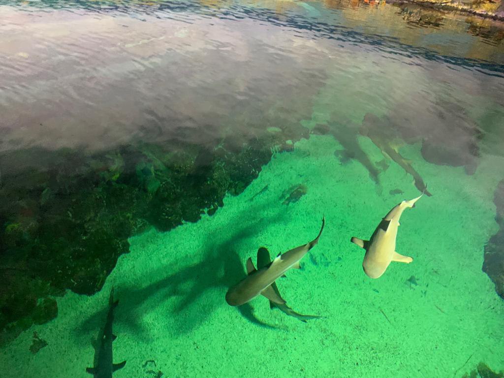 Sharks at SeaWorld San Diego