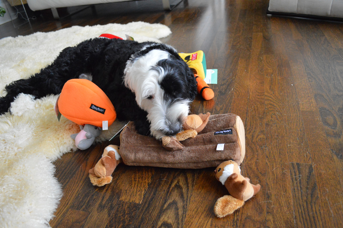 Sierra Trading Post Dog Toys Offers