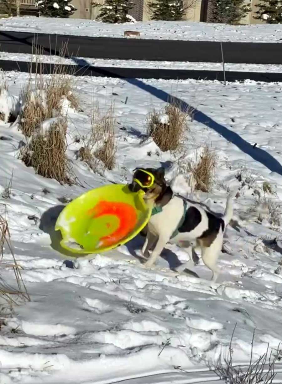 Snow Gear for Dogs