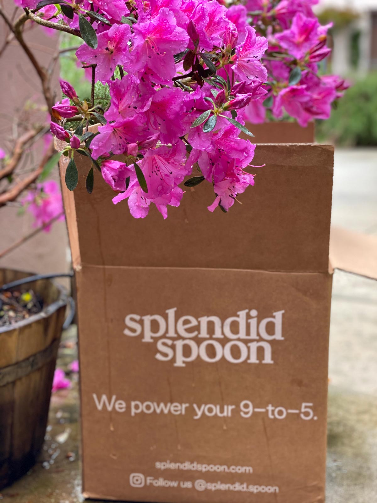 Splendid Spoon Spring Promo