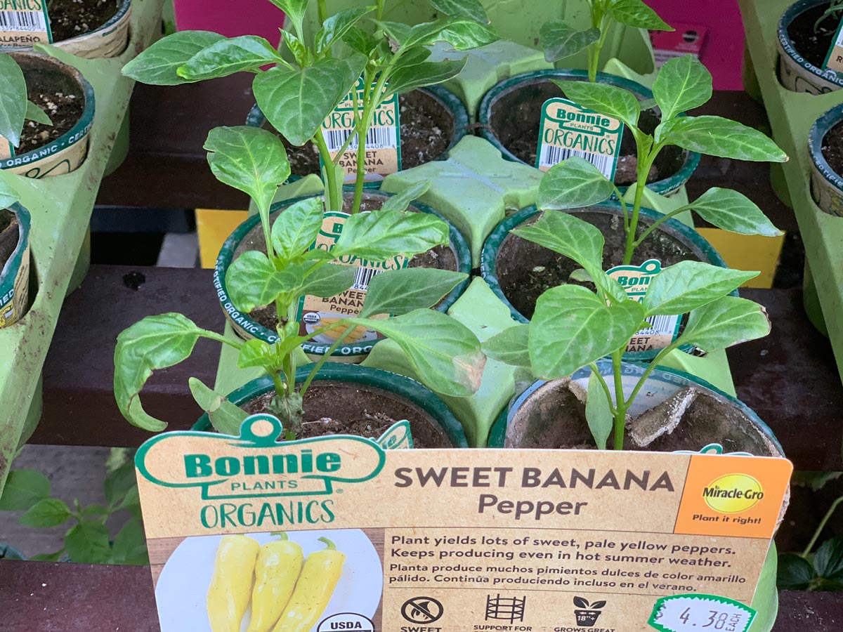 Sweet Banana Pepper at Home Depot