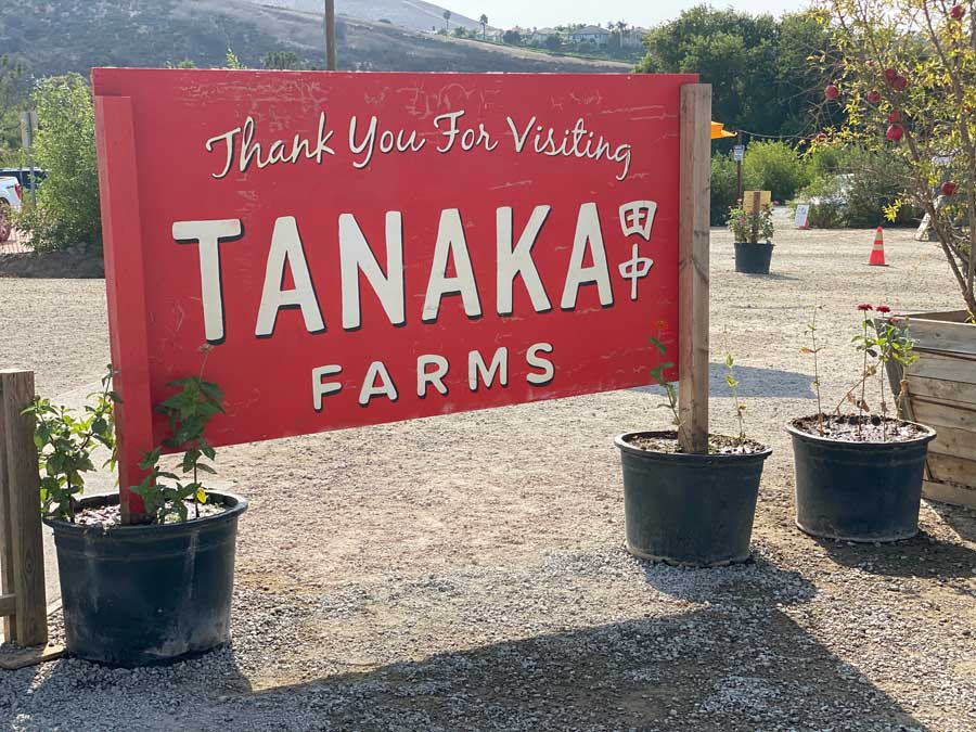 Tanaka Farms Fall Shopping