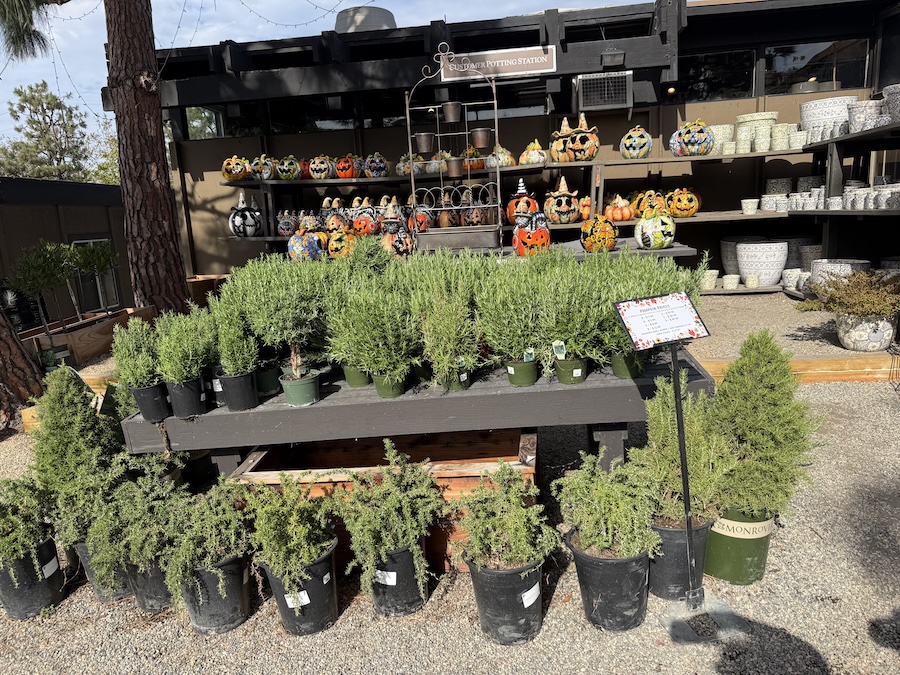 Rosemary pots with ceramic pumpkins at Roger’s Gardens