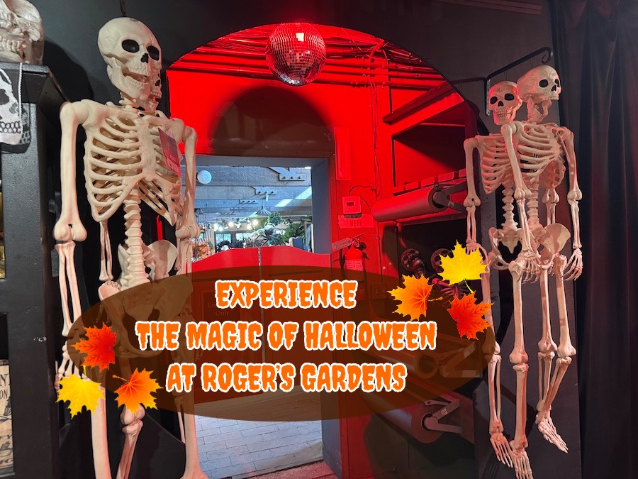 Halloween at Roger’s Gardens with pumpkins and spooky decor